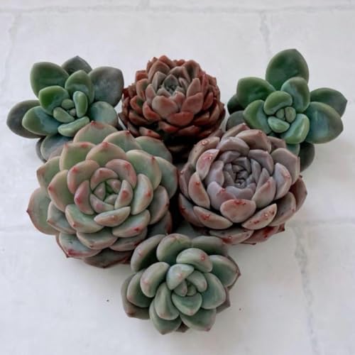 多肉植物 寄せ植え セット」の人気商品一覧 | 安い商品を通販サイト